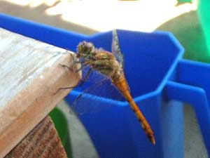 �Ƃ�ځidragonfly�j