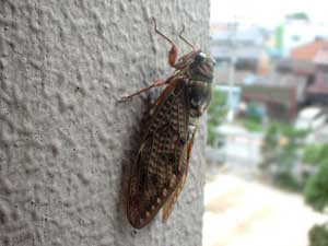 cicada�i��j06.8.8
