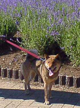 dog