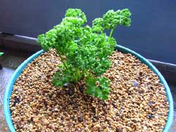 �p�Z���c�ڐA