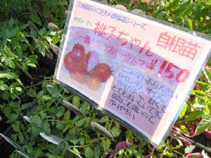 �~�f�B�g�}�g���q�����c