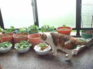 �L�ƃx�����_�؉��i�i�c�_�@�j