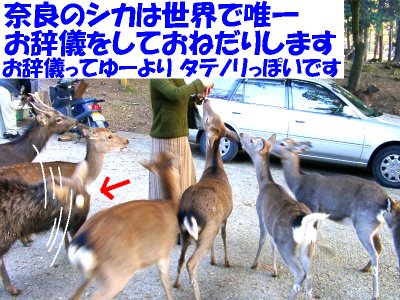 �e���������V�ł���ׂ����Q�b�g����̂��q�����o���邻���ł��B