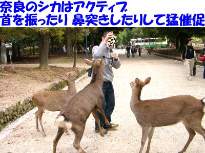 ���Ɍ�����B